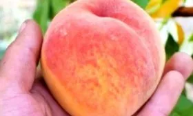 Сбор Вулкана