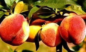 Персик Вулкан