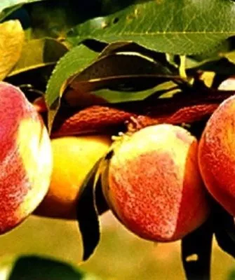 Персик Вулкан
