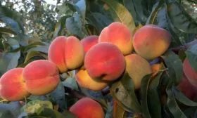 персик сорта Вулкан