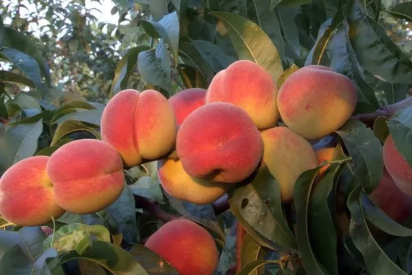 персик сорта Вулкан