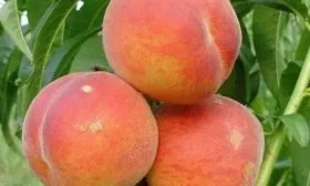 урожай персика сорта Вулкан