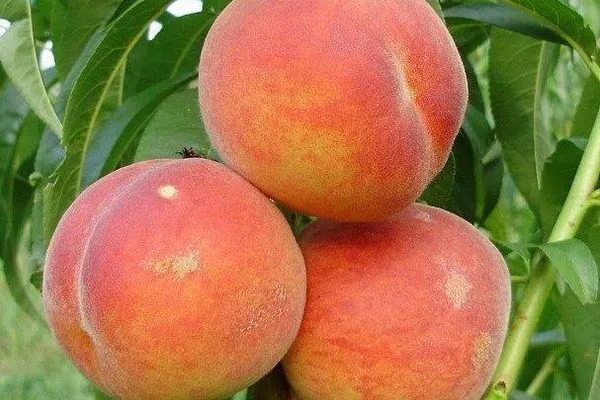 урожай персика сорта Вулкан