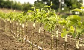 Выбор и подготовка посадочного материала