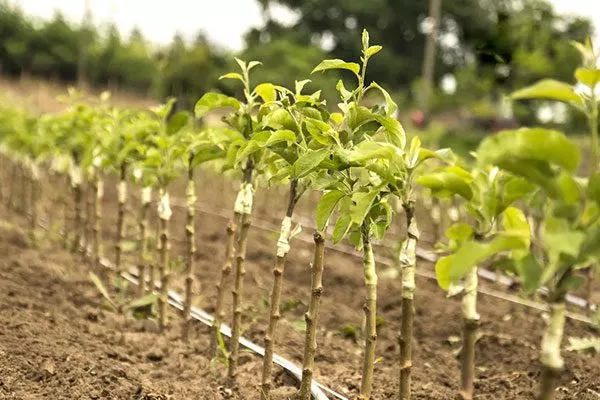 Выбор и подготовка посадочного материала