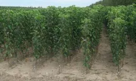 Выбор и подготовка посадочного материала