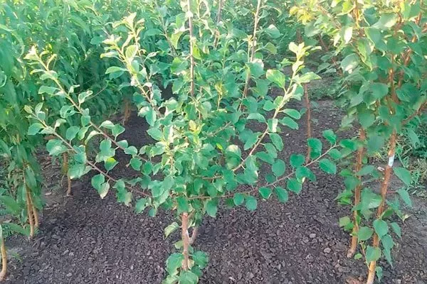 Выбор и подготовка посадочного материала