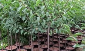 выбор саженца сливы Память Тимирязева