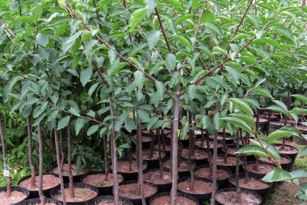 выбор саженца сливы Память Тимирязева