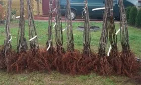 Выбор саженцев