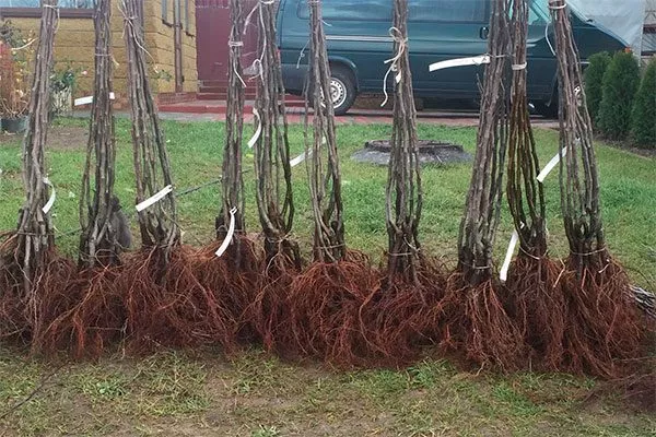 Выбор саженцев