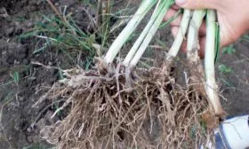 Выращивание делением корневища