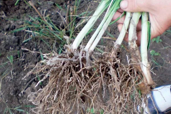 Выращивание делением корневища