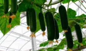 Возможные трудности