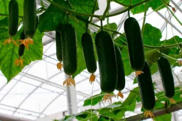 Возможные трудности