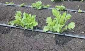 выращивание картофеля Чароит