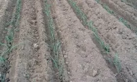 выращивание лука Альбион