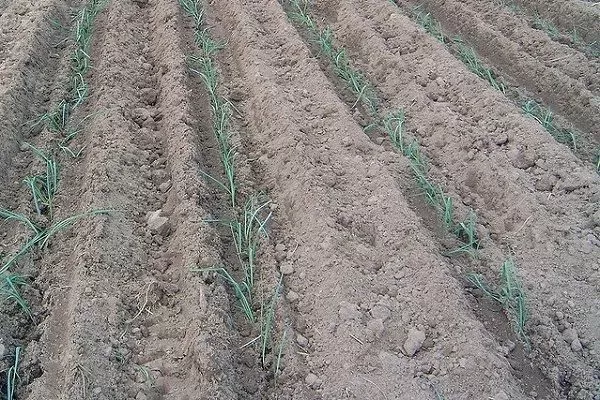 выращивание лука Альбион