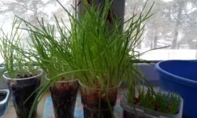 выращивание лука батуна Русский зимний