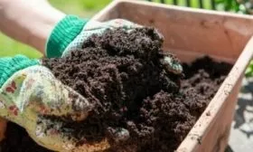 Выращивание лука джусай рассадой - почвосмесь из садового грунта, песка и торфа