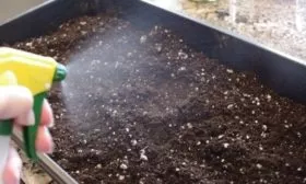 Выращивание лука джусай рассадой - закладка семян в ящики