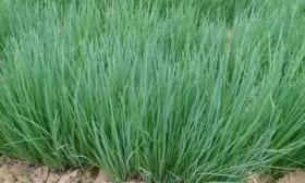 выращивание лука Лонг Токио