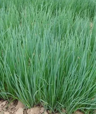 выращивание лука Лонг Токио