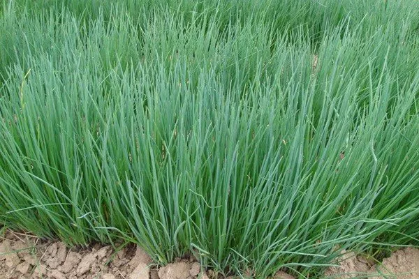 выращивание лука Лонг Токио