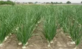 выращивание лука Лукоморье