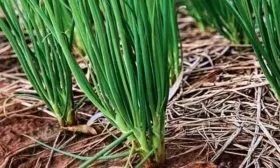 выращивание лука Монастырский