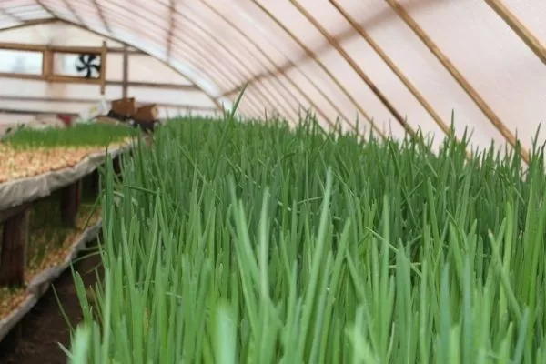 выращивание лука Параде в теплице
