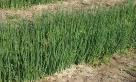 выращивание лука Шашлычный