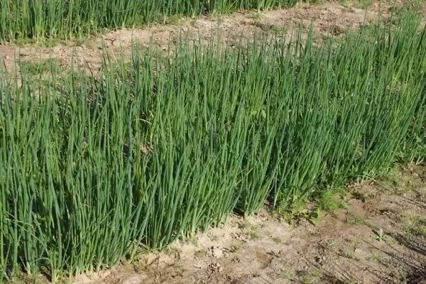 выращивание лука Шашлычный