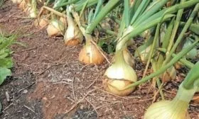 выращивание лука Сибирский гигант