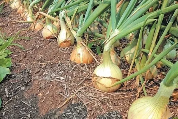 выращивание лука Сибирский гигант
