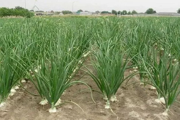 выращивание лука сорта Комета