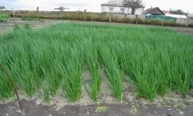 выращивание лука сорта Русский размер