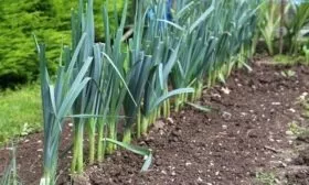 выращивание лука Веста