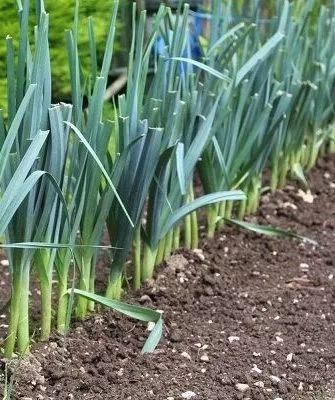 выращивание лука Веста