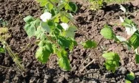 выращивание малины Анна