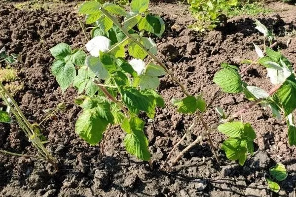 выращивание малины Анна