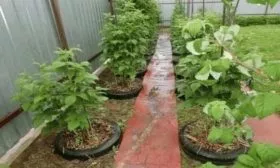 выращивание малины Красная королева