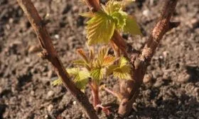 выращивание малины Самохвал