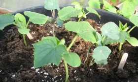 выращивание огурцов