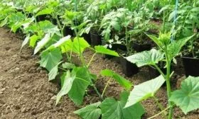 выращивание огурцов Гирлянда