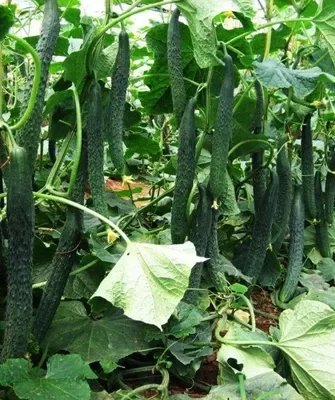 выращивание огурцов Китайский император