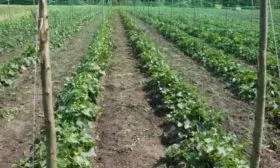 выращивание огурцов Конни