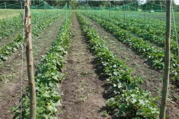 выращивание огурцов Конни