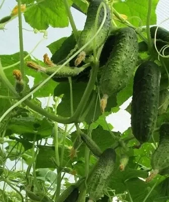 как ухаживать за огурцами