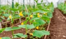 выращивание огурцов Муравей